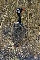 215 Etosha NP, zwarte trap